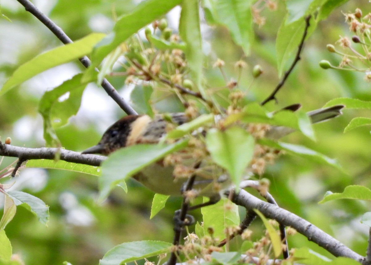 Bay-breasted Warbler - Tim Ward