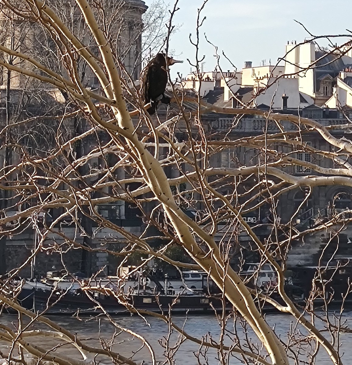 Great Cormorant - Amélie S