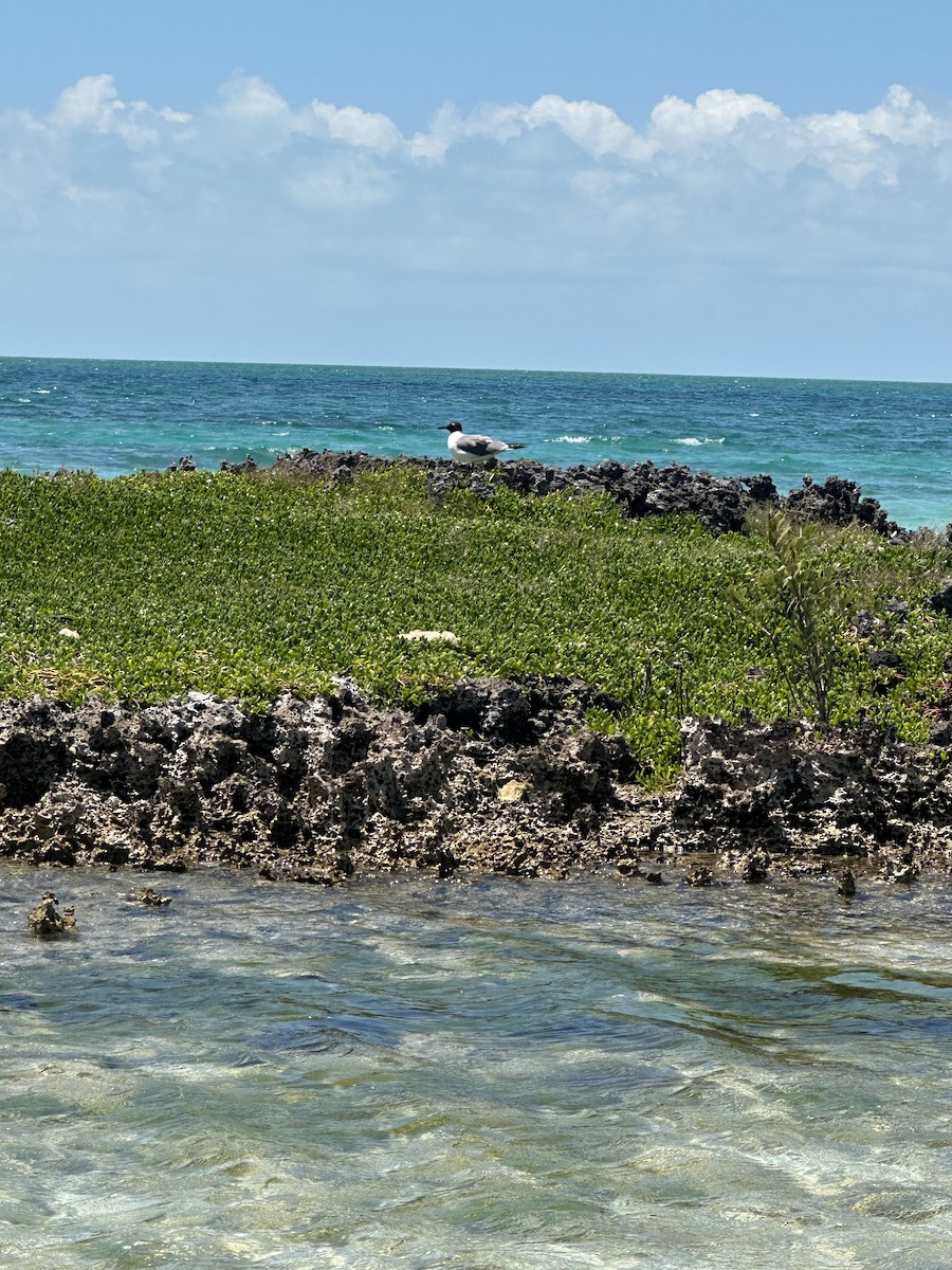 Laughing Gull - ML618819045