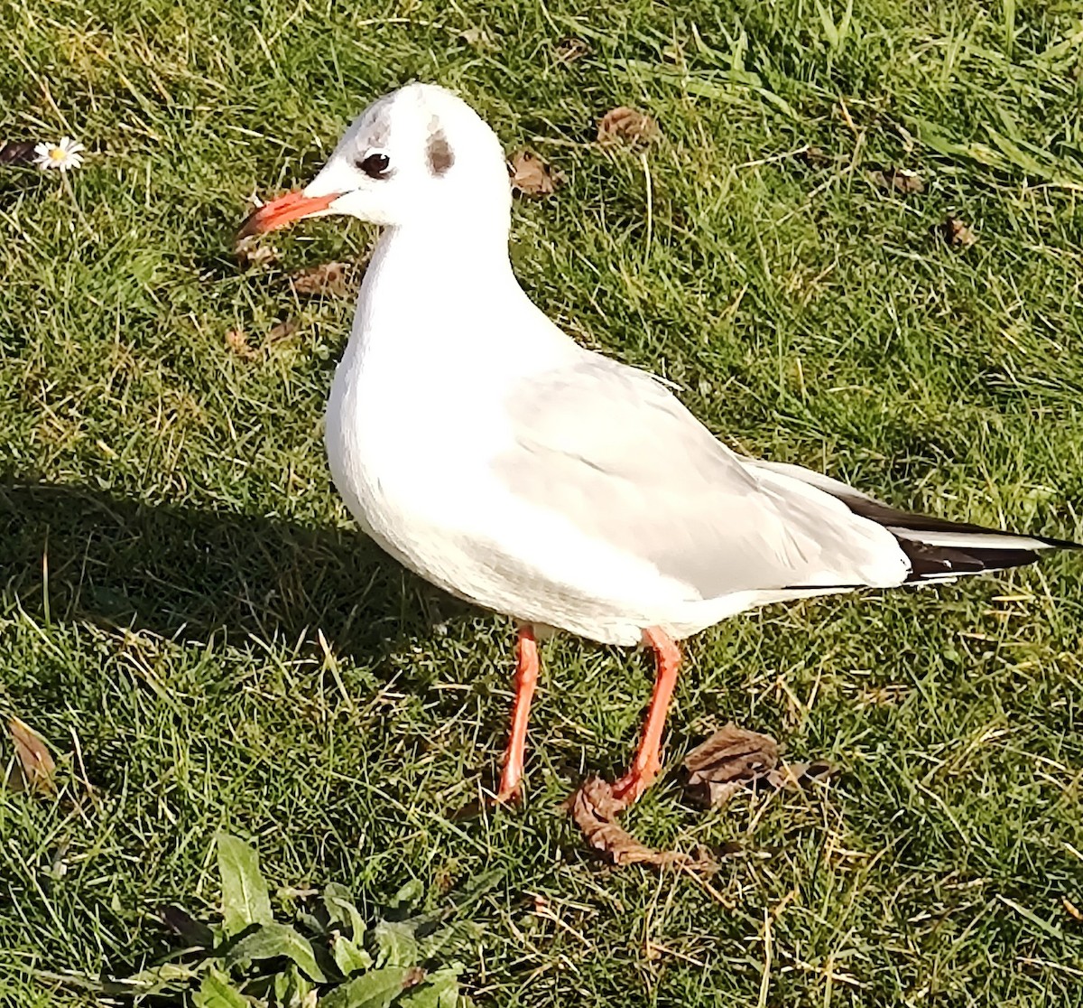 Black-headed Gull - Amélie S