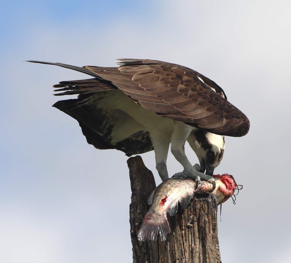 Osprey - Glenn Blaser