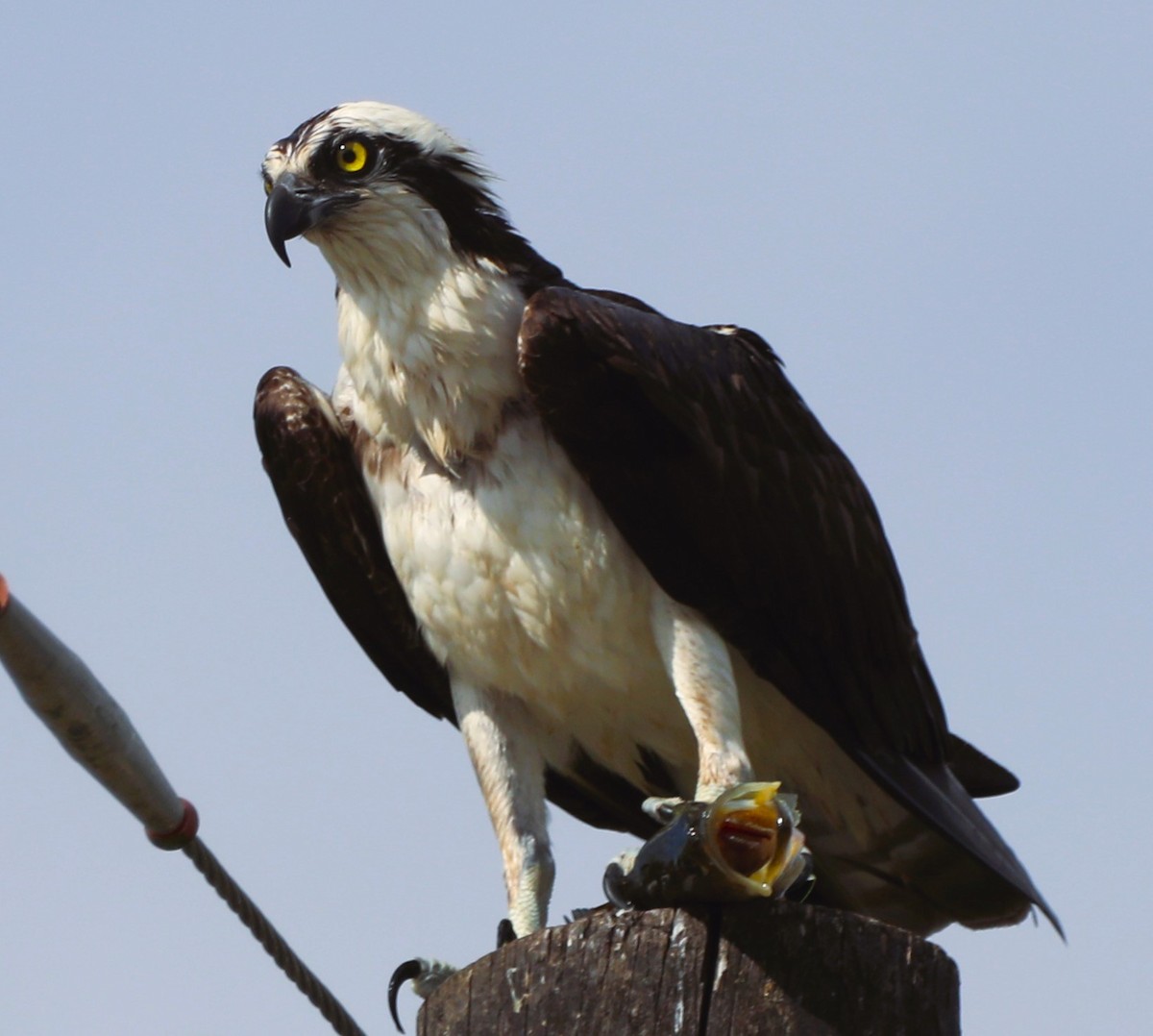 Osprey - Glenn Blaser