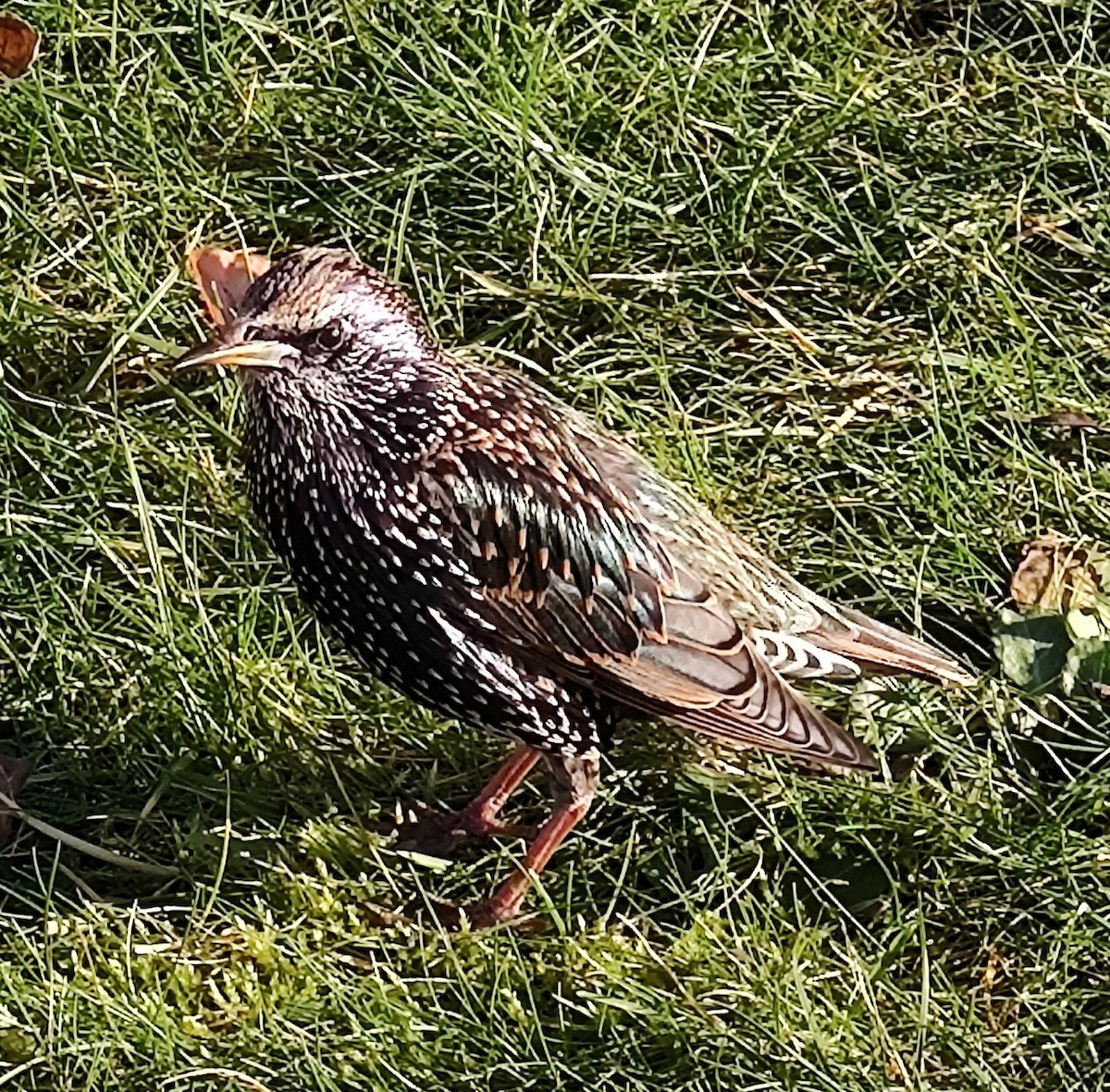 European Starling - Amélie S