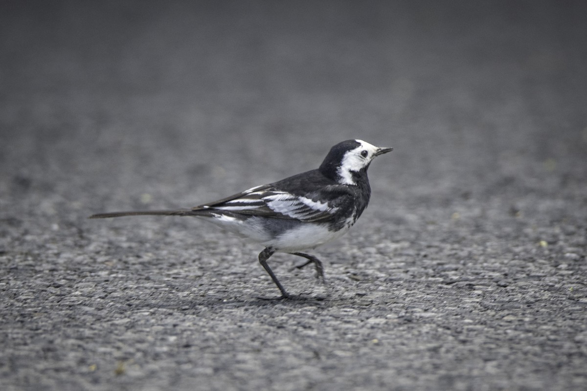 White Wagtail (British) - ML618819093