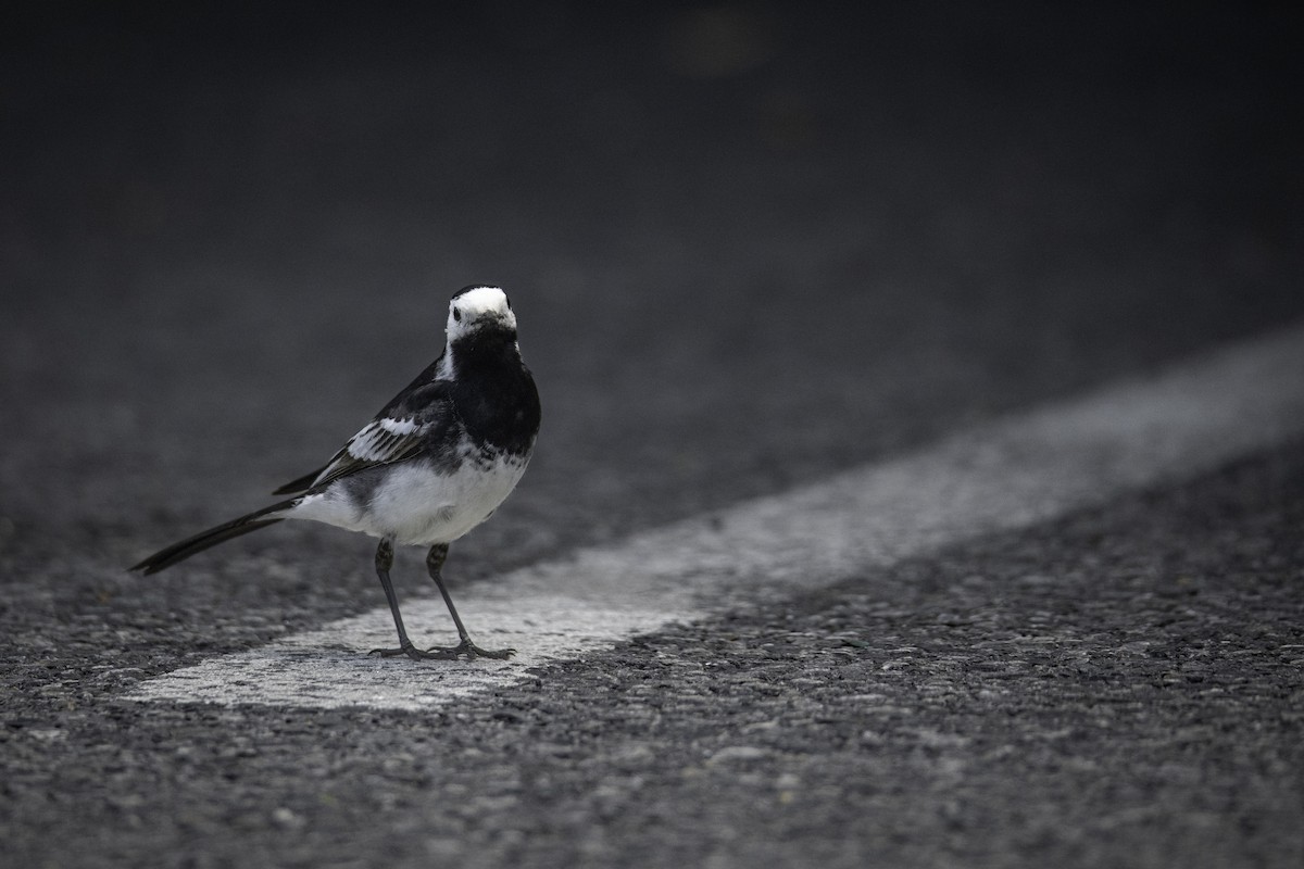 White Wagtail (British) - ML618819094