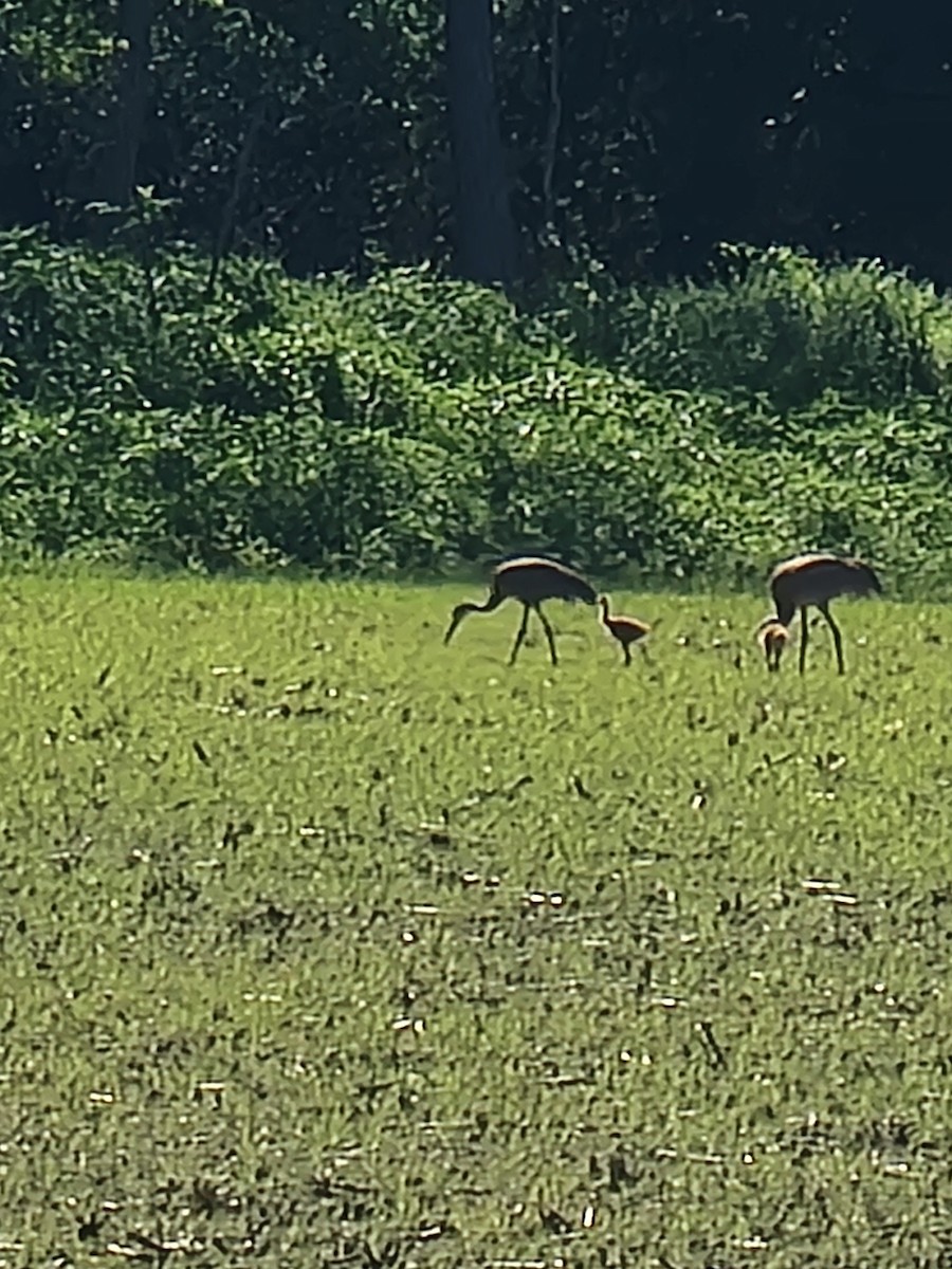 Sandhill Crane - Scott Harp