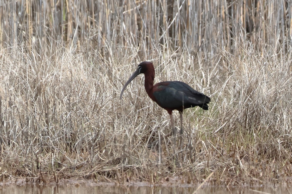 ibis hnědý - ML618819104