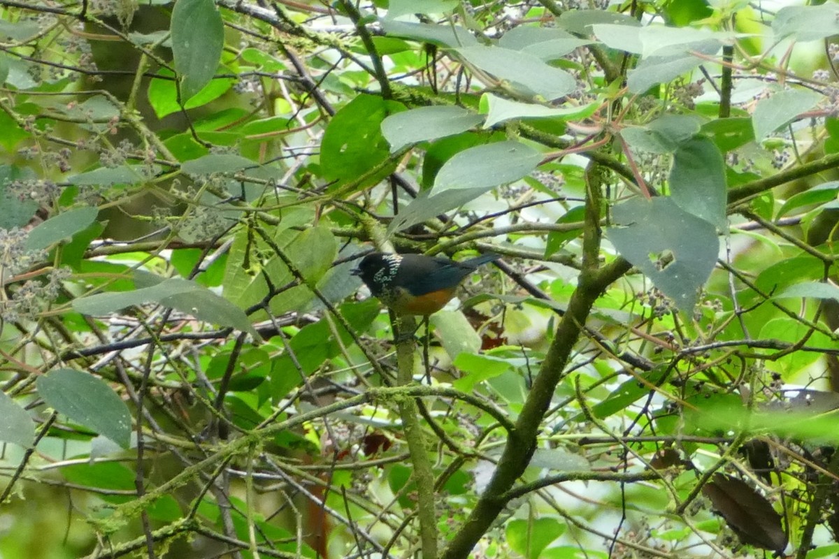 Spangle-cheeked Tanager - Alexander Koch