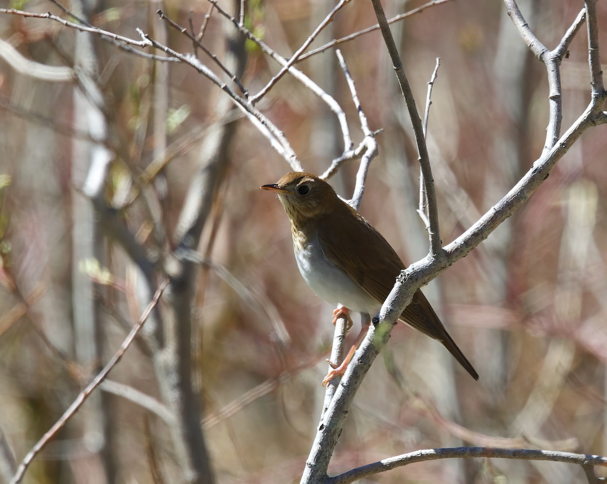 Veery - Michel Proulx