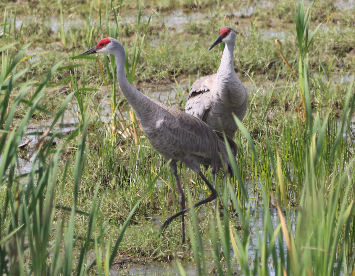 Sandhill Crane - Glenn Blaser