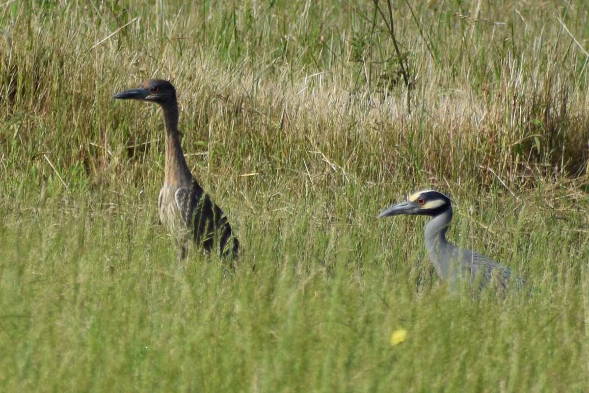 Yellow-crowned Night Heron - Jackson Bridgeforth