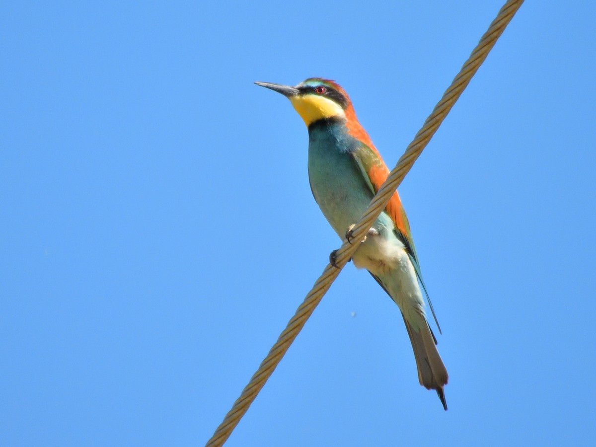 European Bee-eater - Antonio Tamayo