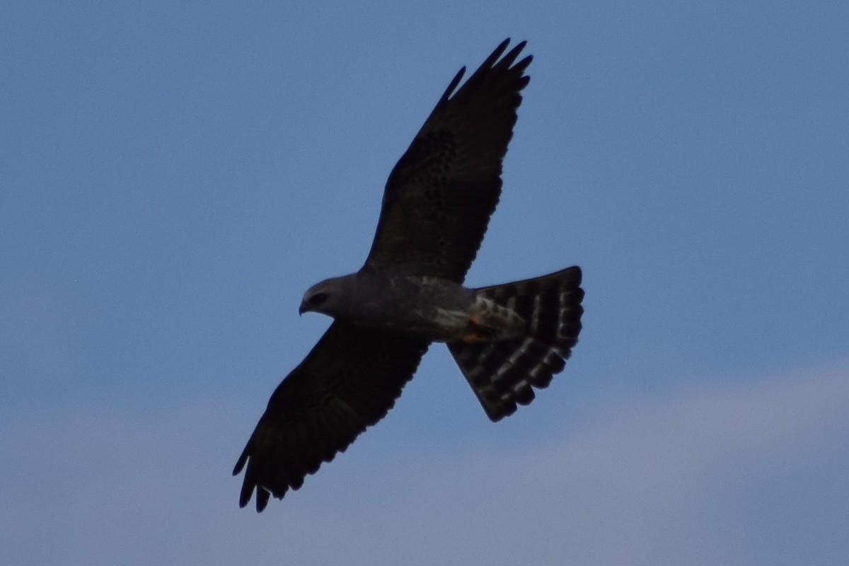 Mississippi Kite - Jackson Bridgeforth