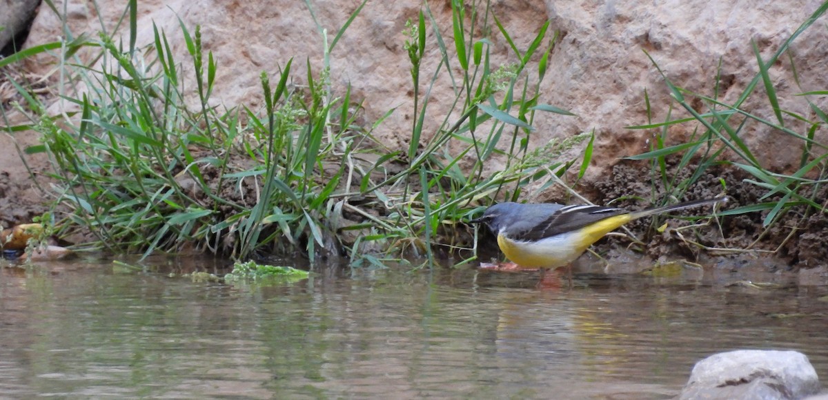 Gray Wagtail - Jorge Ellis