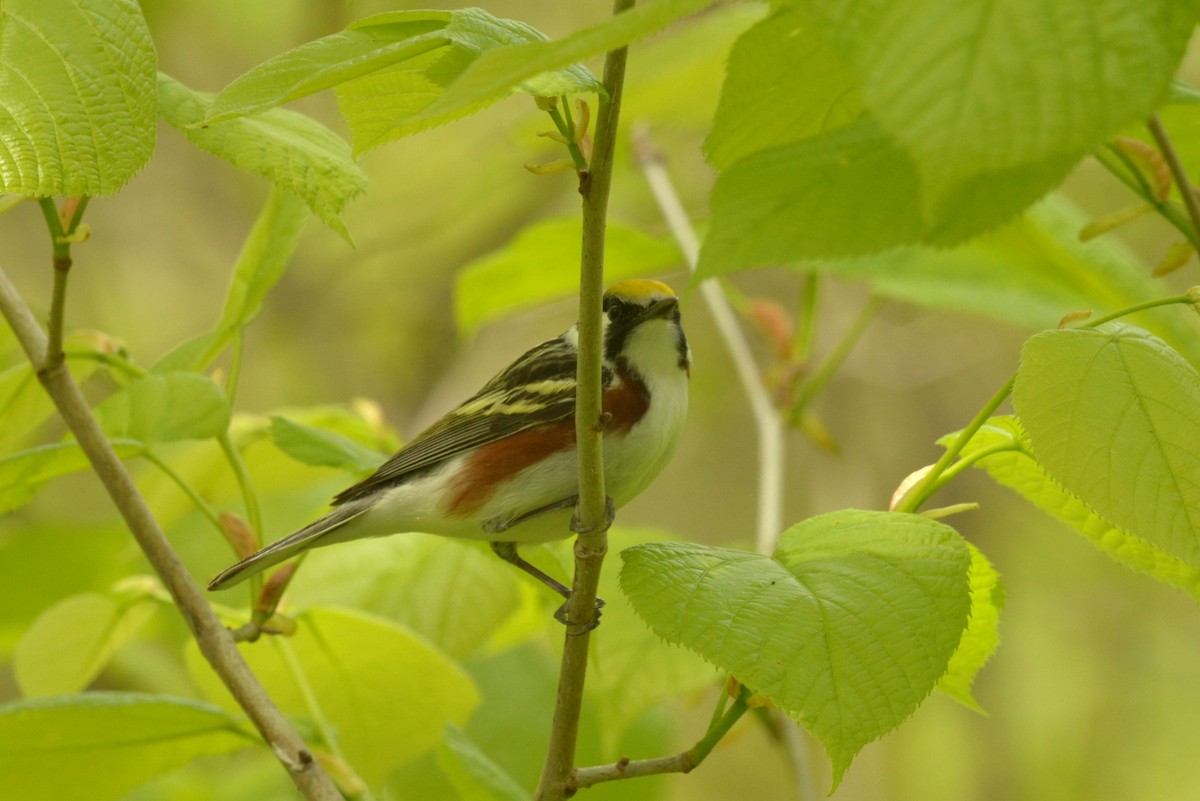 Chestnut-sided Warbler - James Kamstra