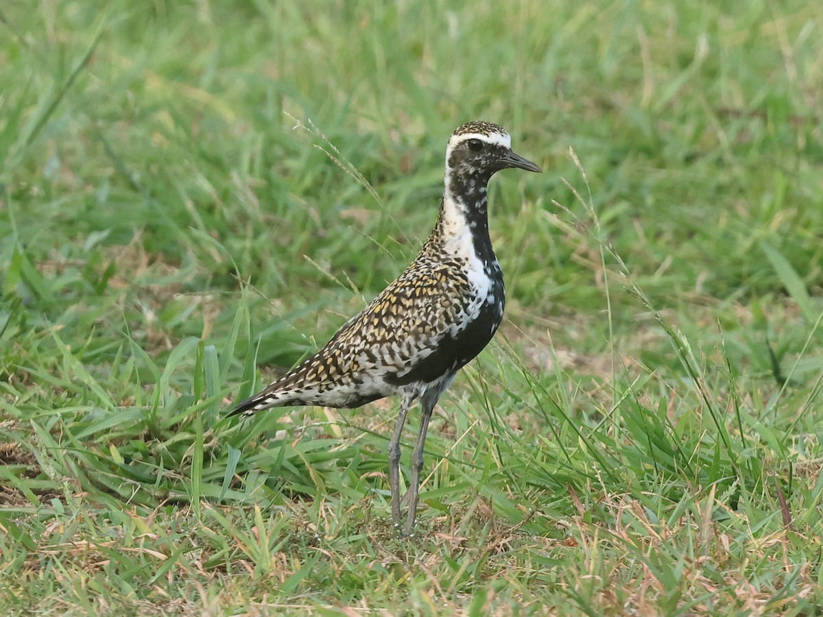 Pacific Golden-Plover - Mark Newsome