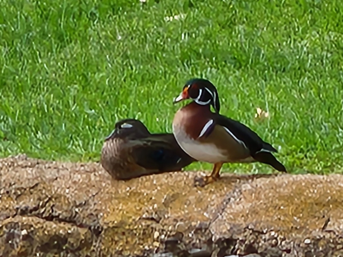 Wood Duck - Lesha Roberts