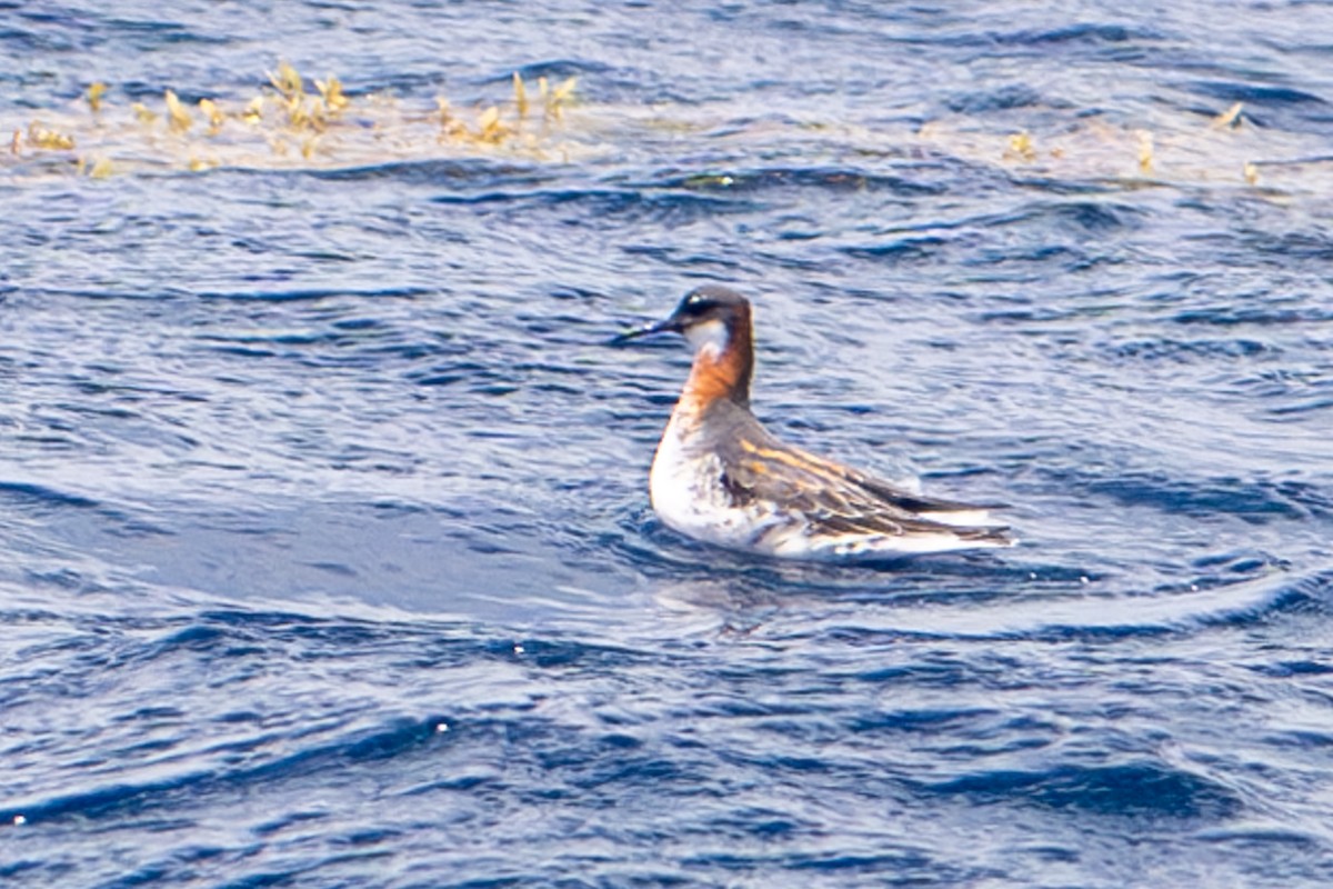 Red-necked Phalarope - Tanya Smythe