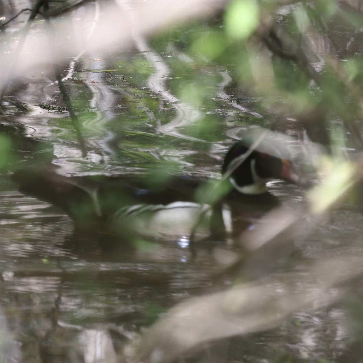 Wood Duck - Glenn and Ellen Peterson