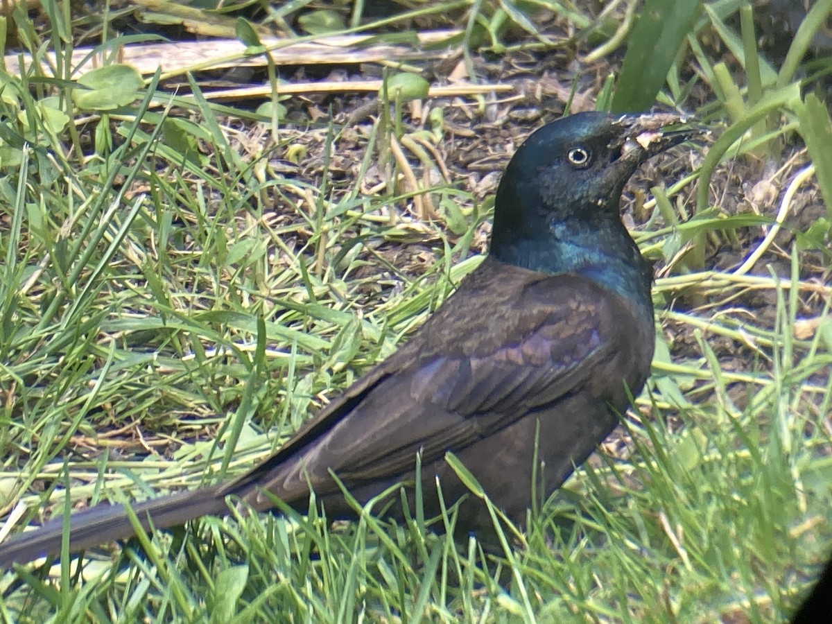 Common Grackle - Reneé Dillard