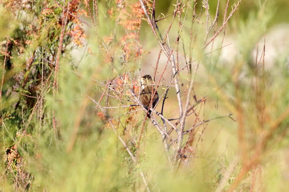 Eastern Olivaceous Warbler - Olivier Laporte