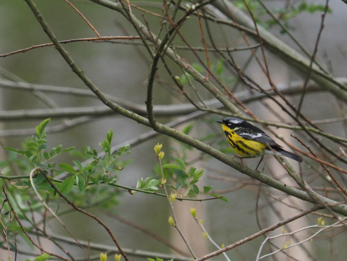 Magnolia Warbler - Bill Bunn