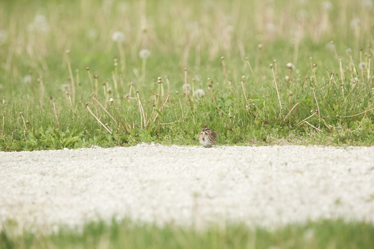 Song Sparrow - Paul Miller