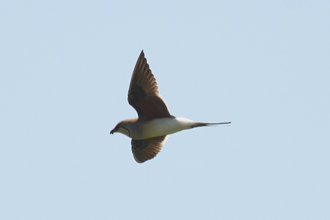 Collared Pratincole - Michele Stenico