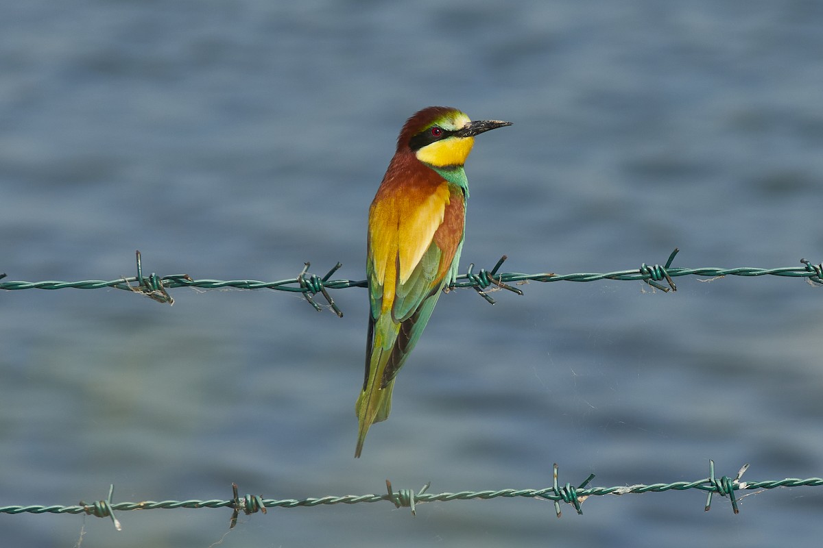 European Bee-eater - ML618819210