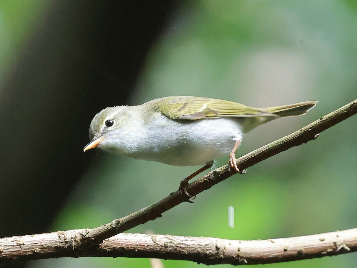 Ijima's Leaf Warbler - Mark Newsome