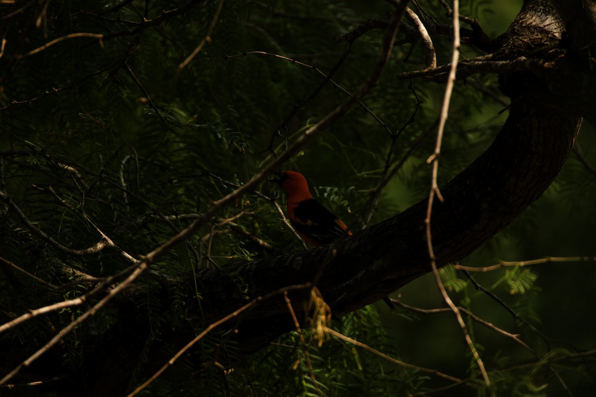 Altamira Oriole - Isaiah Erven