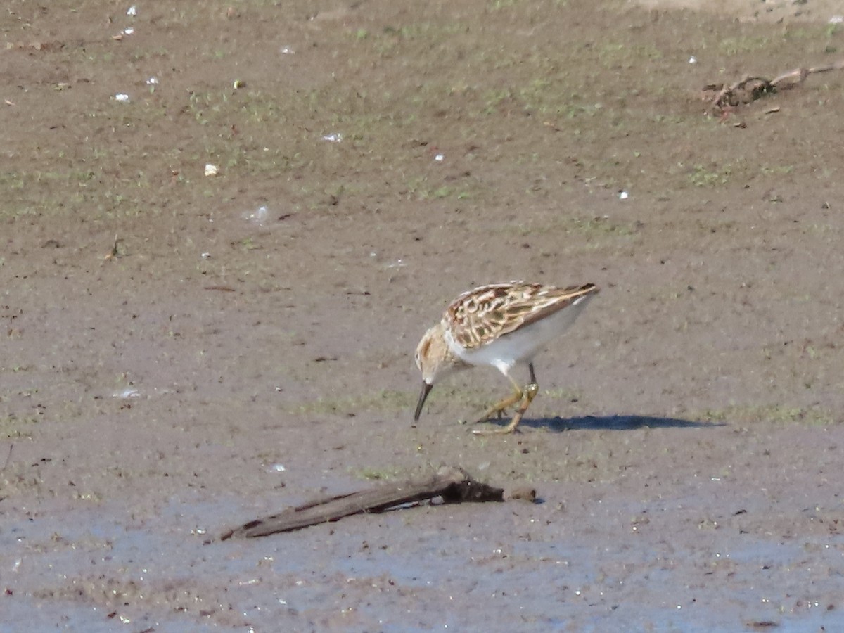 Least Sandpiper - Dick Zerger