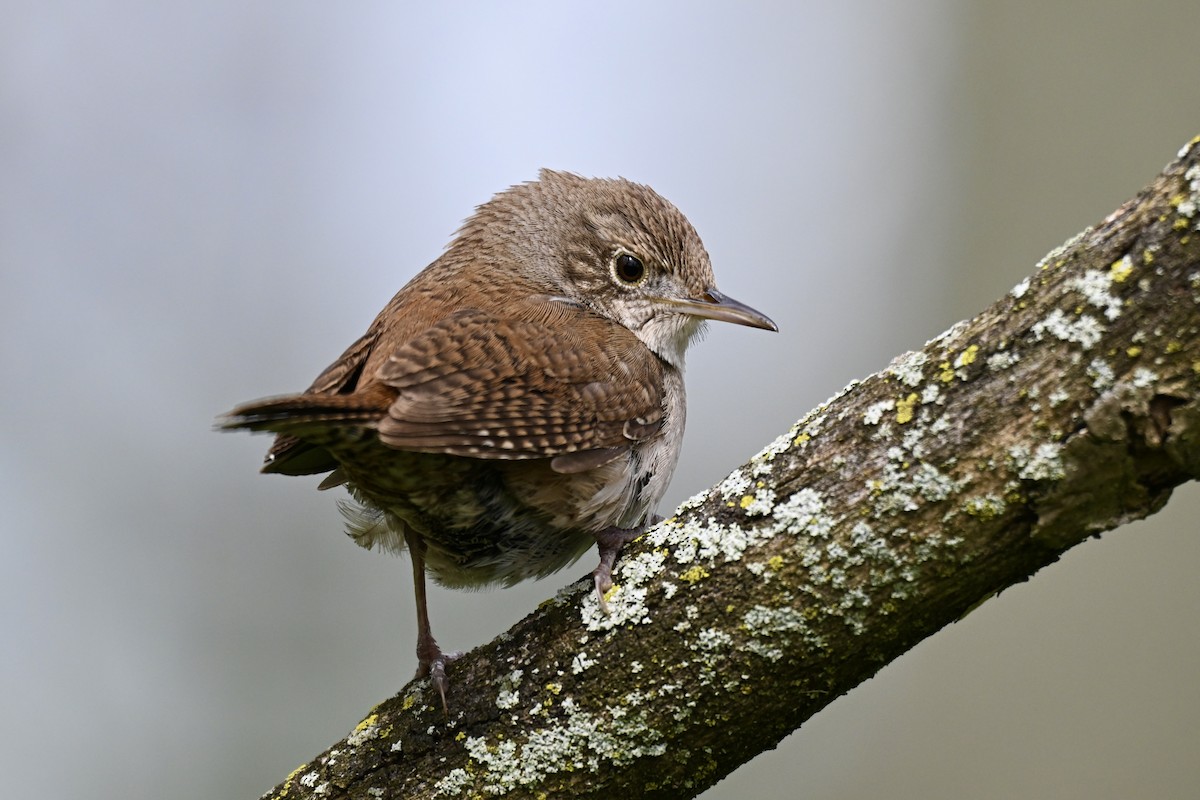 House Wren - Michele Carnerie