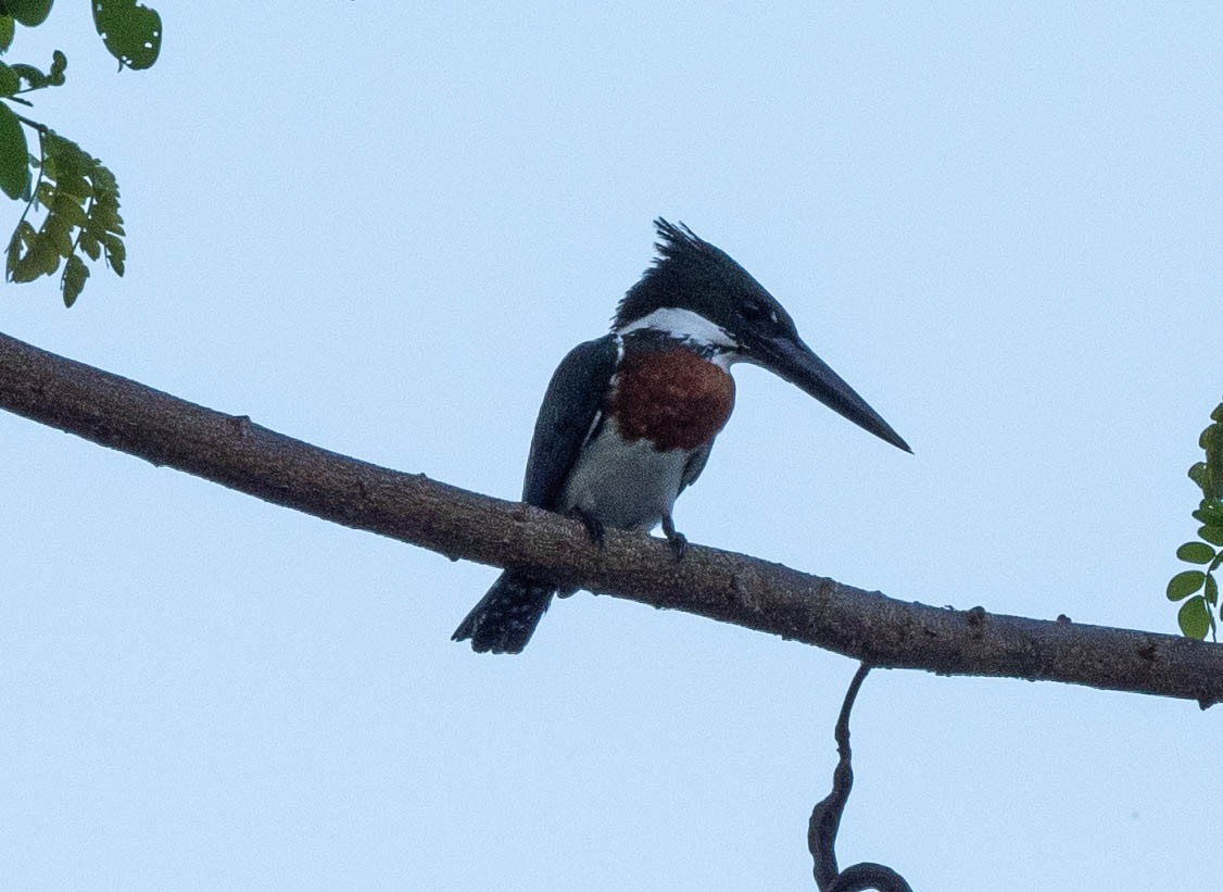 Amazon Kingfisher - Richard Thunen