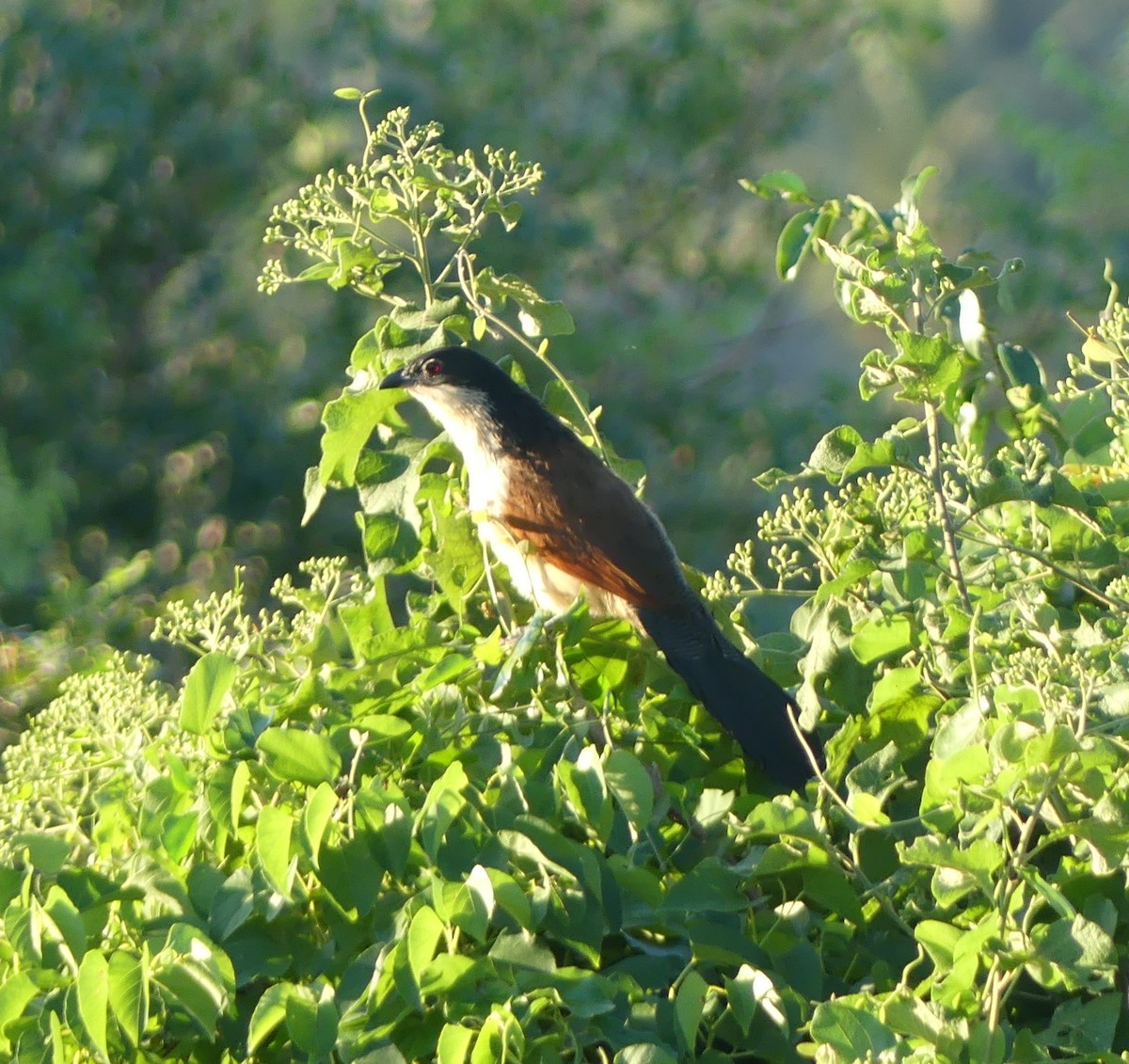 White-browed Coucal (Burchell's) - Thomas Bruneau