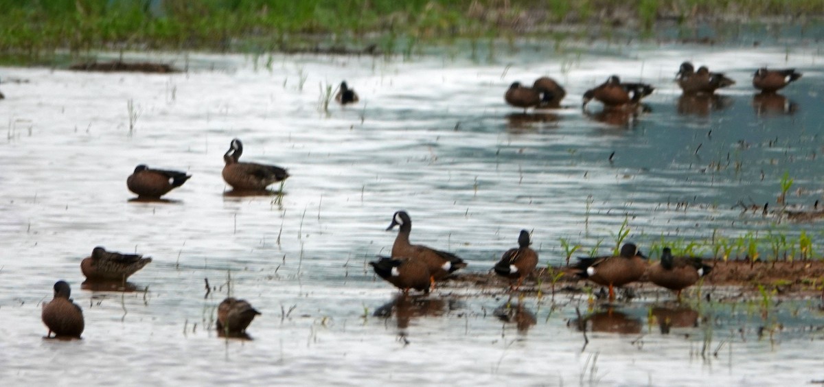 Blue-winged Teal - Doug Wassmer