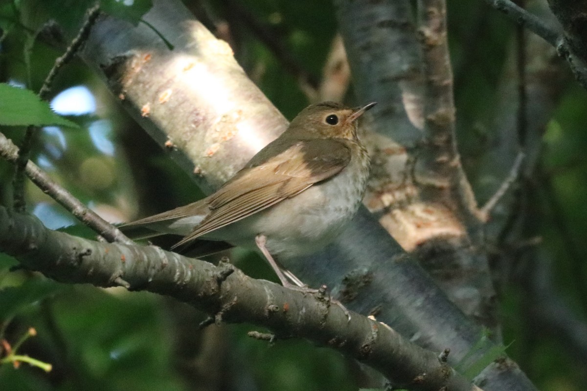 Swainson's Thrush (Olive-backed) - Steve Myers