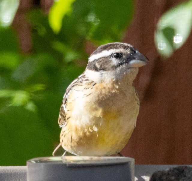 Black-headed Grosbeak - Sonya Keene