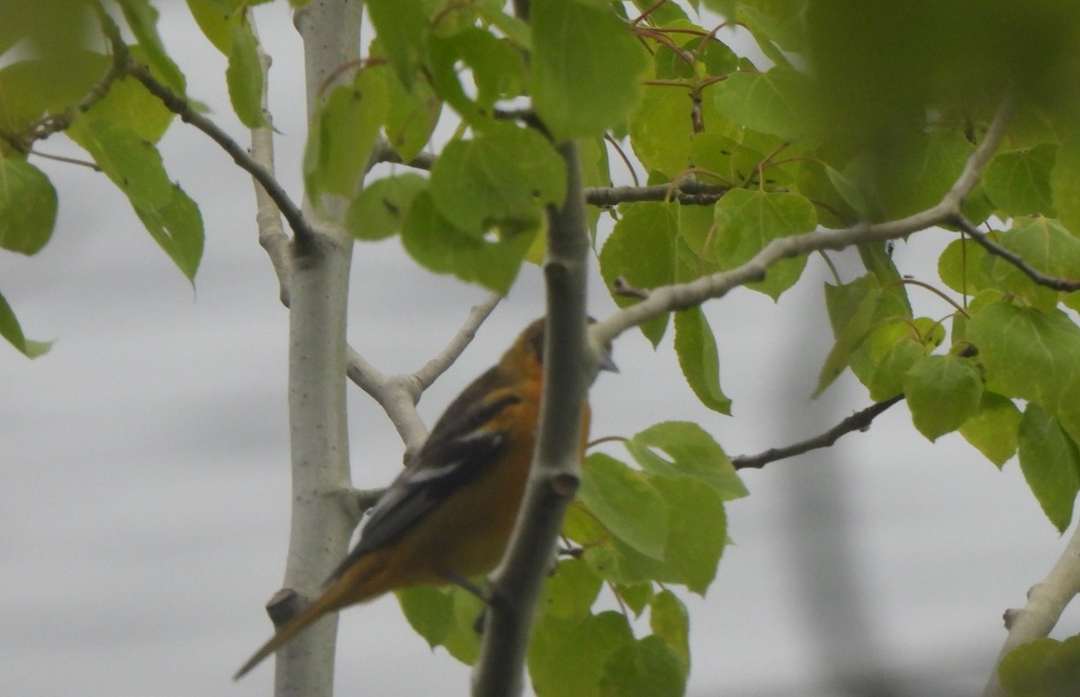 Baltimore Oriole - The Hutch