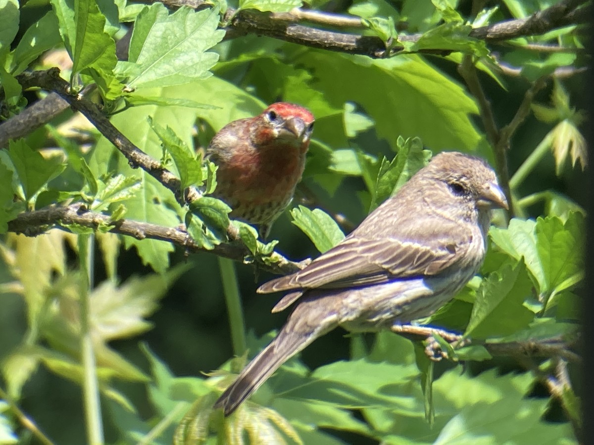 House Finch - Reneé Dillard