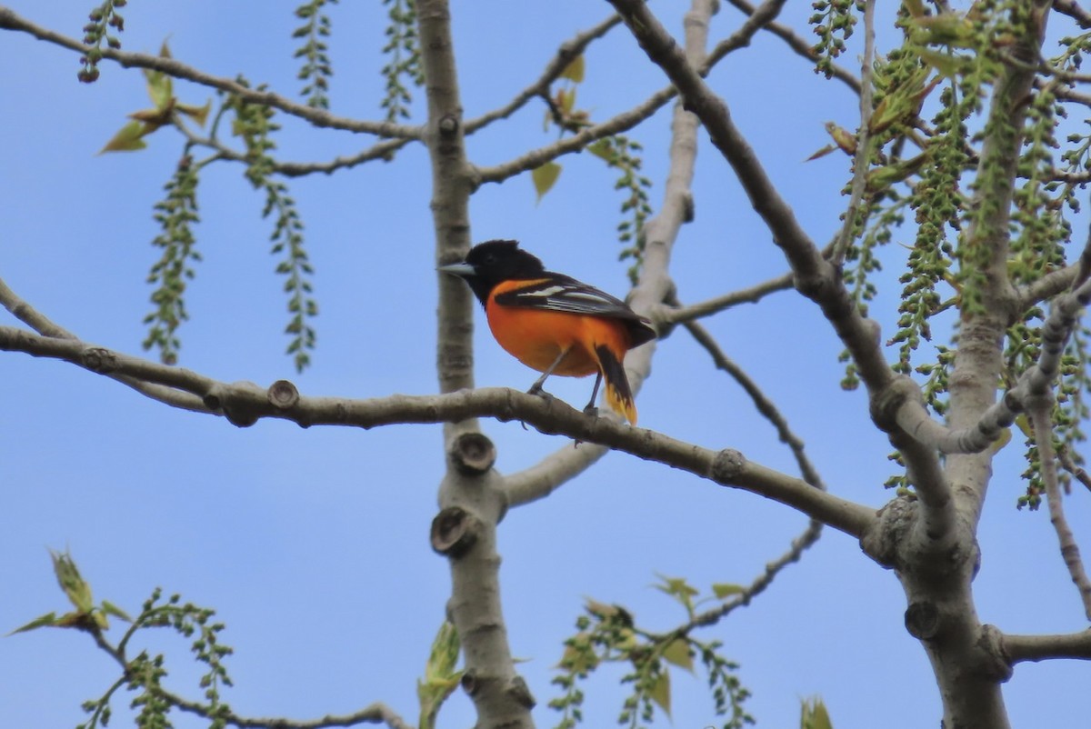 Baltimore Oriole - Emily Dunning