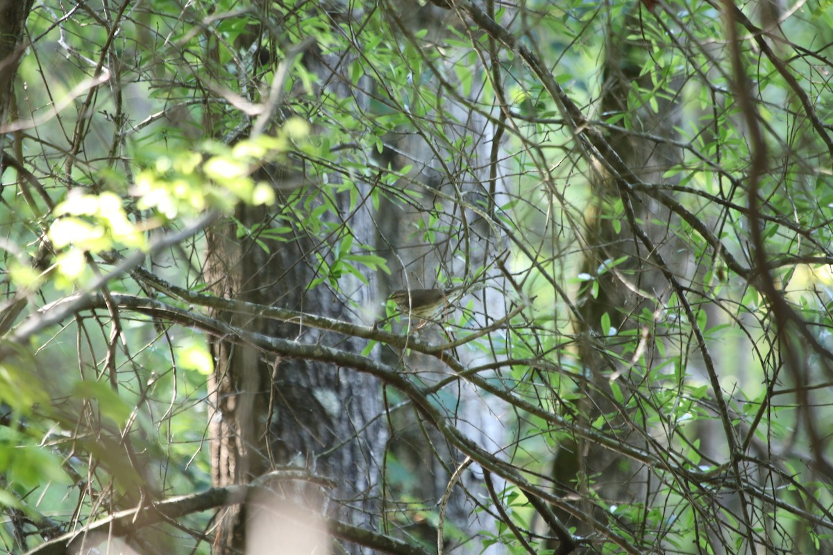 Louisiana Waterthrush - Christian Ayers