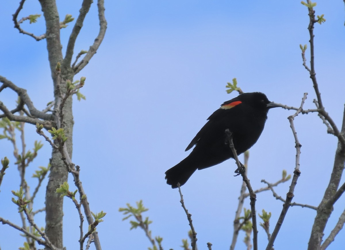 Red-winged Blackbird - Emily Dunning