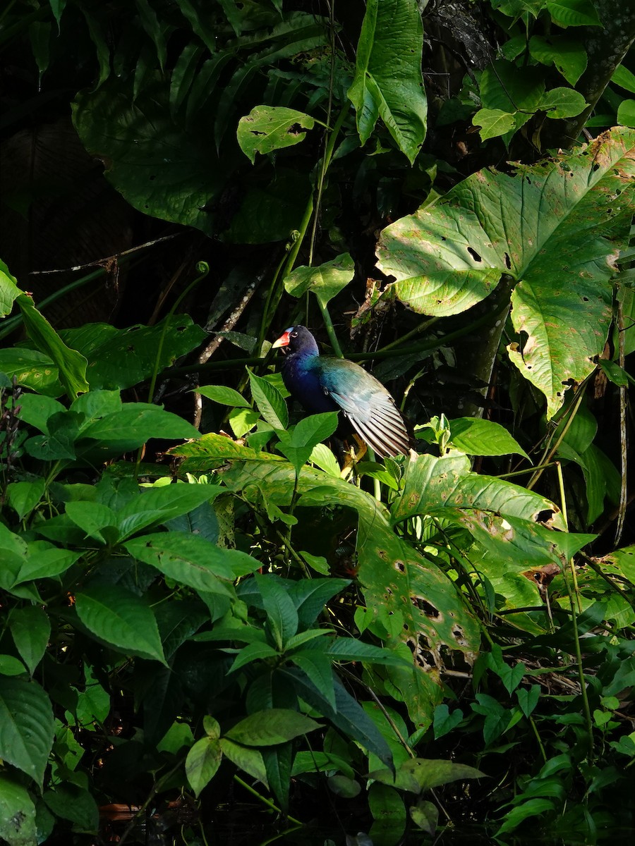 Purple Gallinule - Jonathan Oña