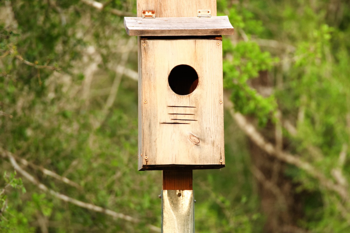 Eastern Screech-Owl - Isaiah Erven