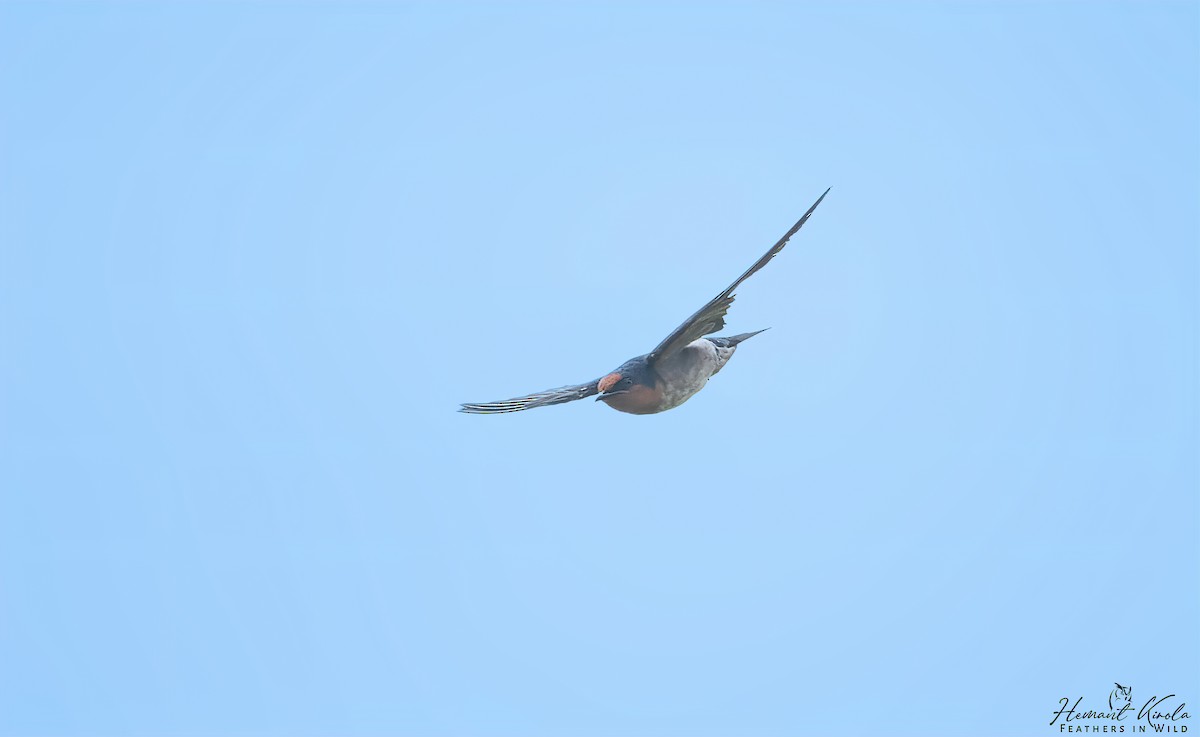 Pacific Swallow - Hemant Kirola