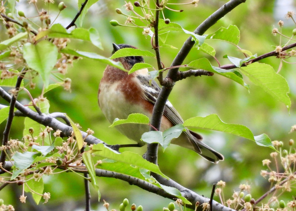 Bay-breasted Warbler - ML618819357