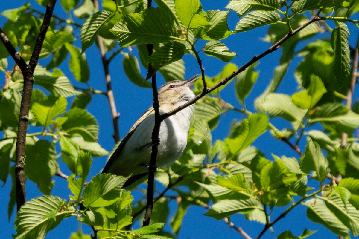 Red-eyed Vireo - Craig VanOverberghe