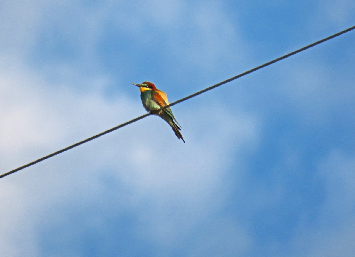 European Bee-eater - ML618819361