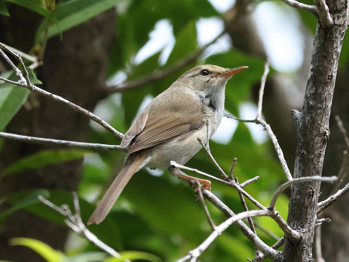 Japanese Bush Warbler - Mark Newsome